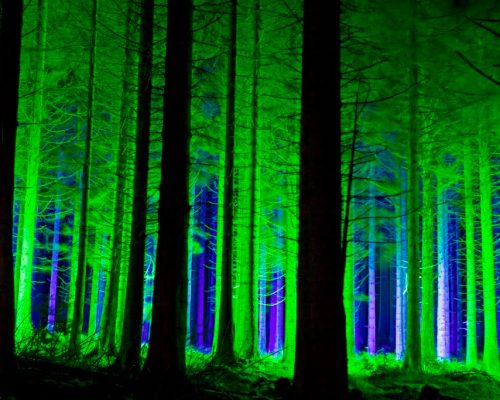 Illuminated forest with vibrant green and blue lighting, showcasing the Northumberland Lights 2008 event by Midas Productions.
